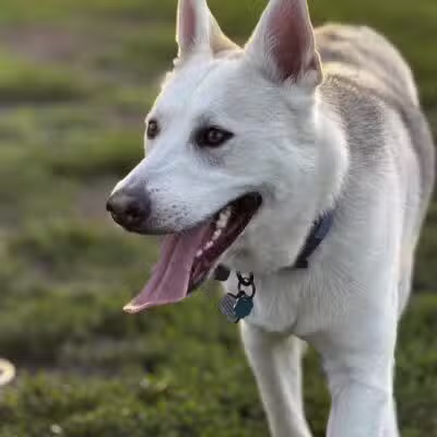 Stuart Sports Complex Dog Park - Sugar Grove, IL