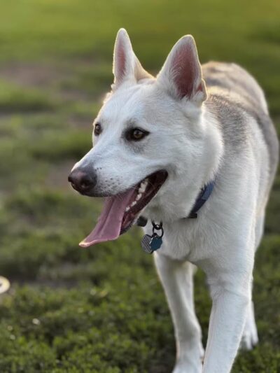 Stuart Sports Complex Dog Park - Sugar Grove, IL