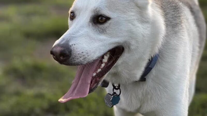 Stuart Sports Complex Dog Park - Sugar Grove, IL