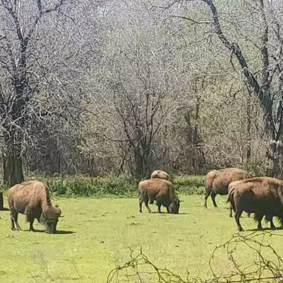 Bison Pasture Viewpoint - Sulphur, OK