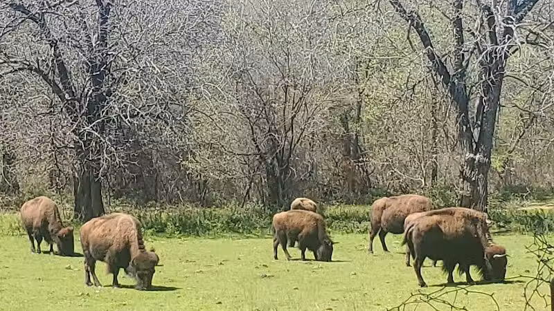 Bison Pasture Viewpoint - Sulphur, OK