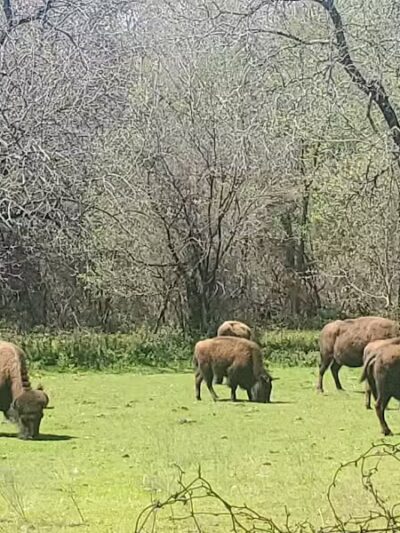 Bison Pasture Viewpoint - Sulphur, OK