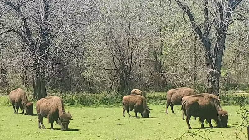 Bison Pasture Viewpoint - Sulphur, OK
