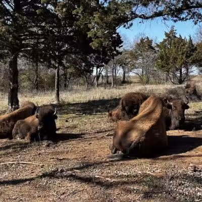 Bison Pasture Viewpoint - Sulphur, OK