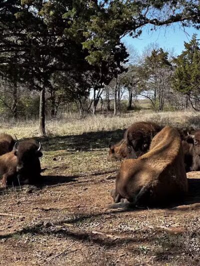 Bison Pasture Viewpoint - Sulphur, OK