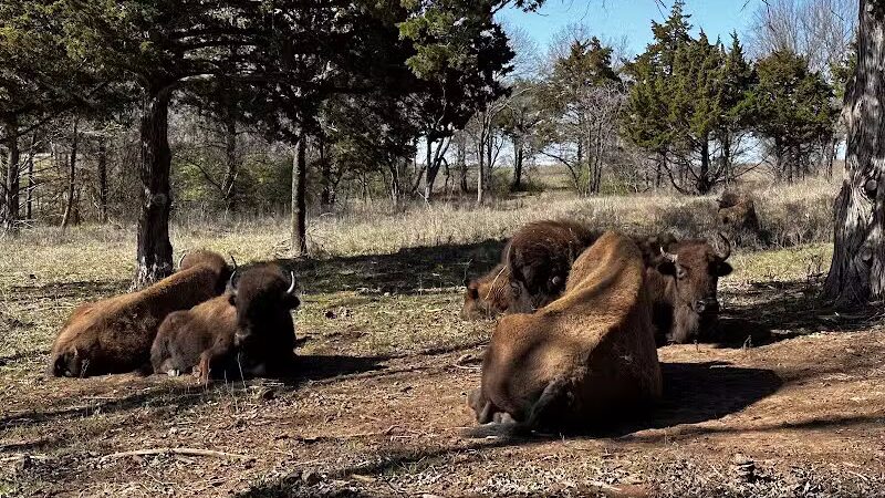 Bison Pasture Viewpoint - Sulphur, OK