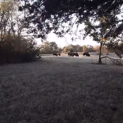 Bison Pasture Viewpoint - Sulphur, OK