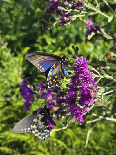 Bison Pasture Viewpoint - Sulphur, OK