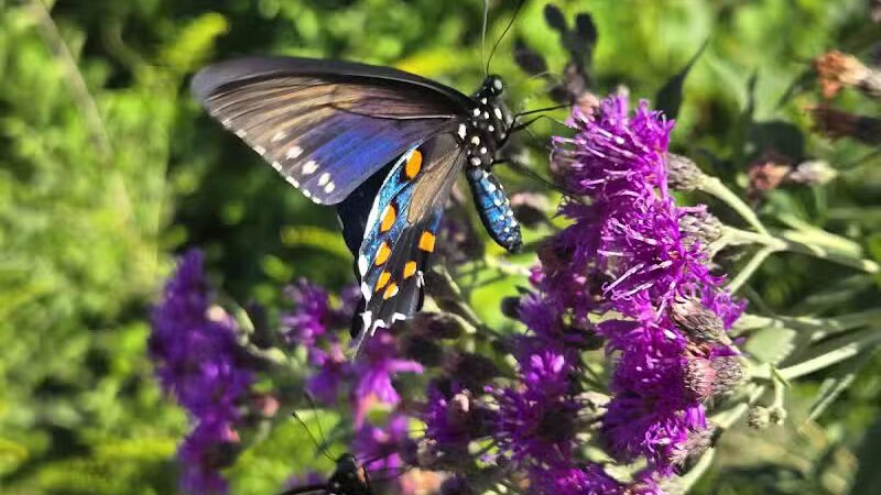 Bison Pasture Viewpoint - Sulphur, OK