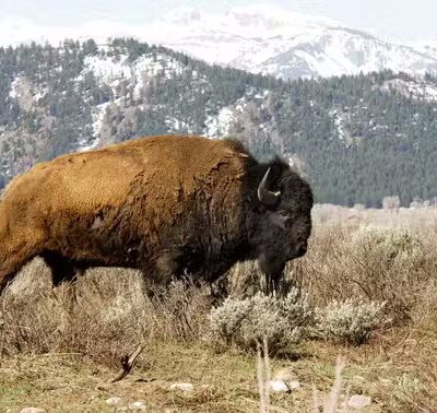 Bison Pasture Viewpoint - Sulphur, OK