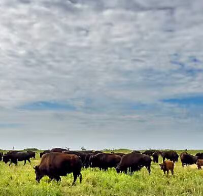 Bison Pasture Viewpoint - Sulphur, OK
