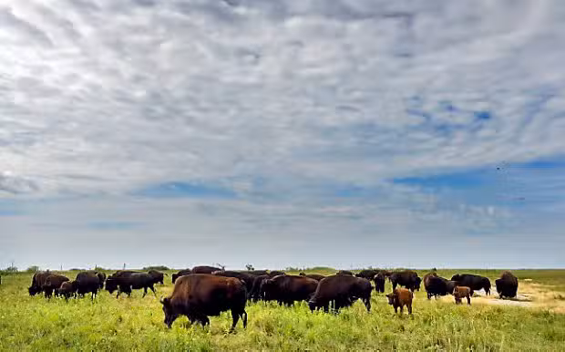 Bison Pasture Viewpoint - Sulphur, OK