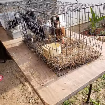 Dog Trade - Sulphur, OK
