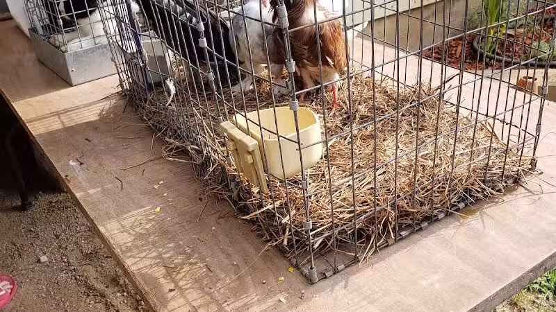 Dog Trade - Sulphur, OK