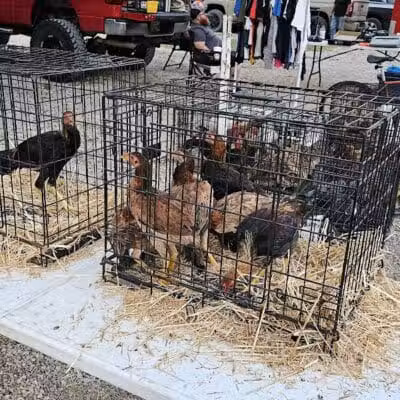 Dog Trade - Sulphur, OK