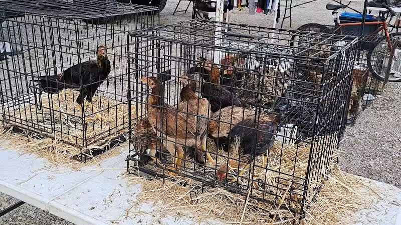 Dog Trade - Sulphur, OK