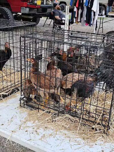 Dog Trade - Sulphur, OK