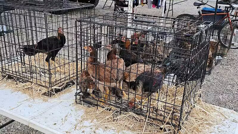 Dog Trade - Sulphur, OK