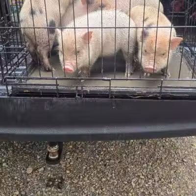 Dog Trade - Sulphur, OK