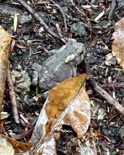 Summersville Lake State Park - Summersville, WV