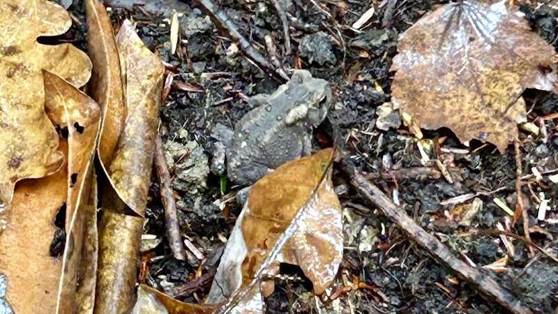 Summersville Lake State Park - Summersville, WV