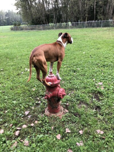 Happy Tails Dog Park - Summit - Summit, IL