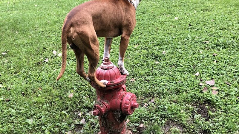 Happy Tails Dog Park - Summit - Summit, IL