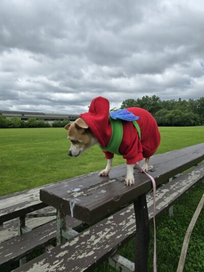 Happy Tails Dog Park - Summit - Summit, IL
