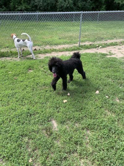 Happy Tails Dog Park - Summit - Summit, IL