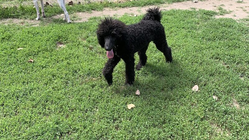 Happy Tails Dog Park - Summit - Summit, IL