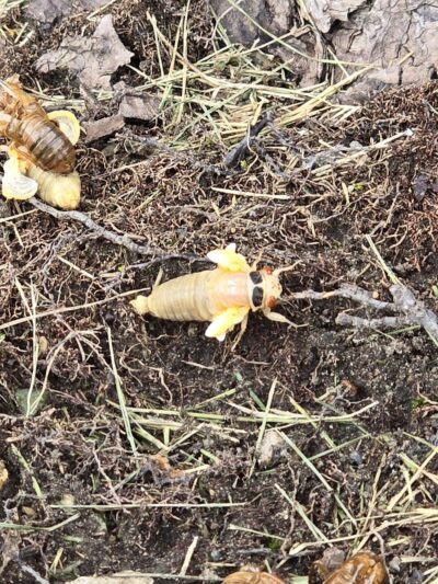 Happy Tails Dog Park - Summit - Summit, IL