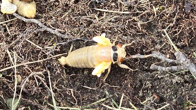 Happy Tails Dog Park - Summit - Summit, IL