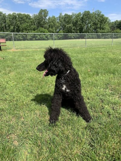 Happy Tails Dog Park - Summit - Summit, IL