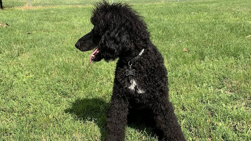 Happy Tails Dog Park - Summit - Summit, IL