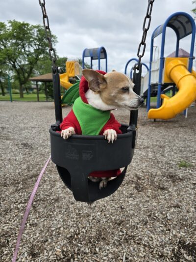 Happy Tails Dog Park - Summit - Summit, IL