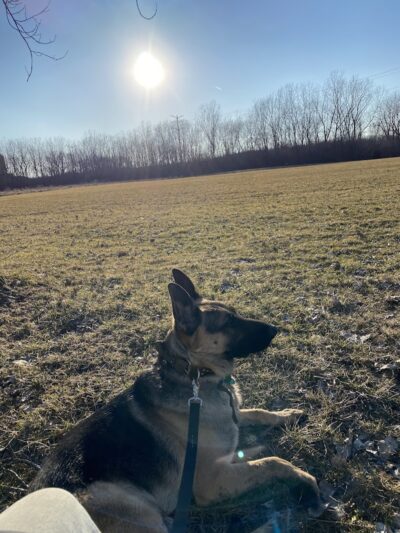 Happy Tails Dog Park - Summit - Summit, IL