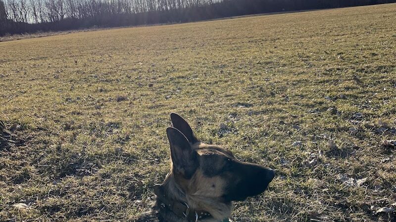Happy Tails Dog Park - Summit - Summit, IL
