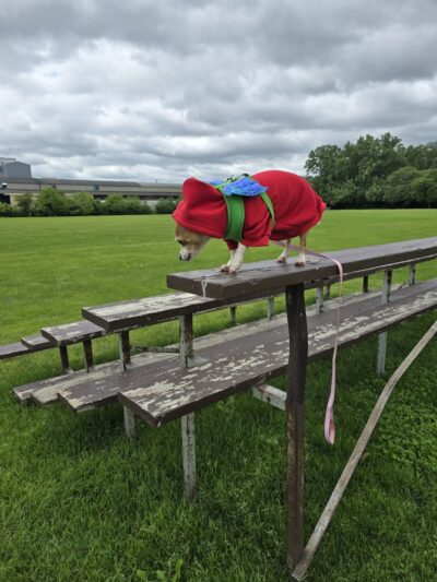 Happy Tails Dog Park - Summit - Summit, IL
