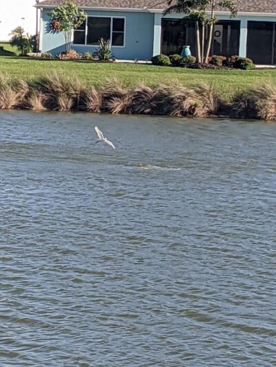 Rupert Canine Park - Sumterville, FL