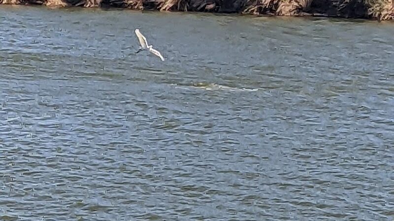 Rupert Canine Park - Sumterville, FL
