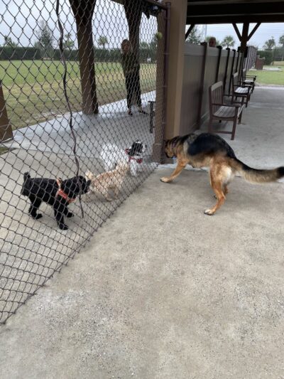 Rupert Canine Park - Sumterville, FL
