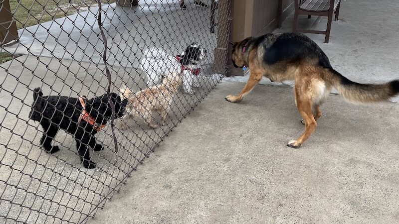 Rupert Canine Park - Sumterville, FL