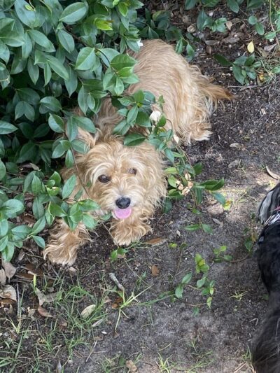 Rupert Canine Park - Sumterville, FL