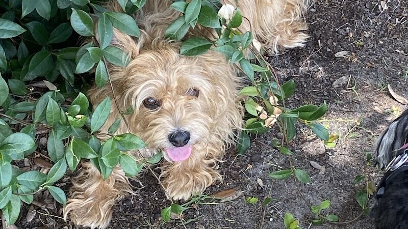 Rupert Canine Park - Sumterville, FL