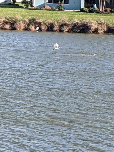 Rupert Canine Park - Sumterville, FL