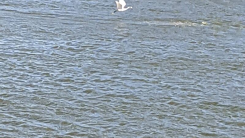 Rupert Canine Park - Sumterville, FL