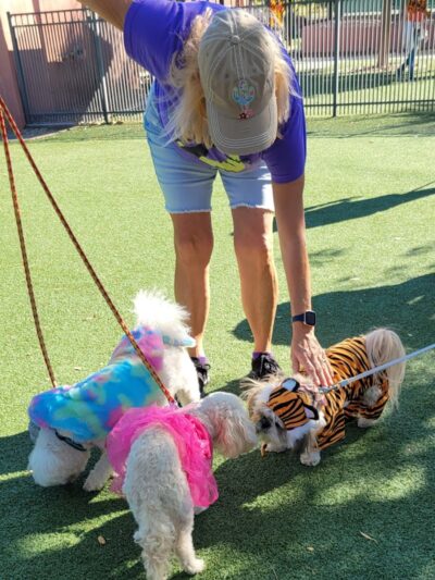 Private - Small Dog Park - Sun City West, AZ