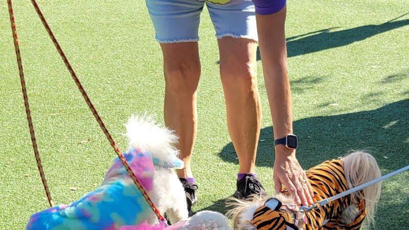 Private - Small Dog Park - Sun City West, AZ