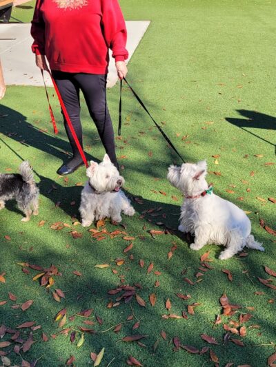 Private - Small Dog Park - Sun City West, AZ