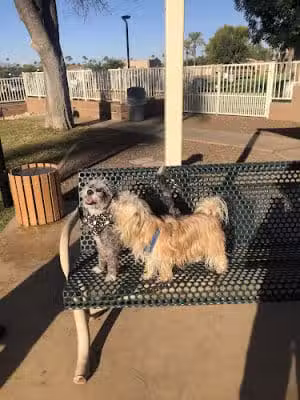 Private - Small Dog Park - Sun City West, AZ